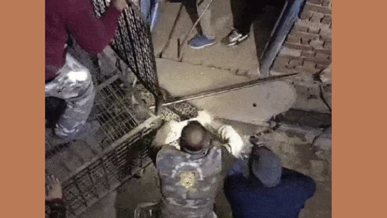 Leopard caught in Rewari after 5 hours of hard work, terror ends