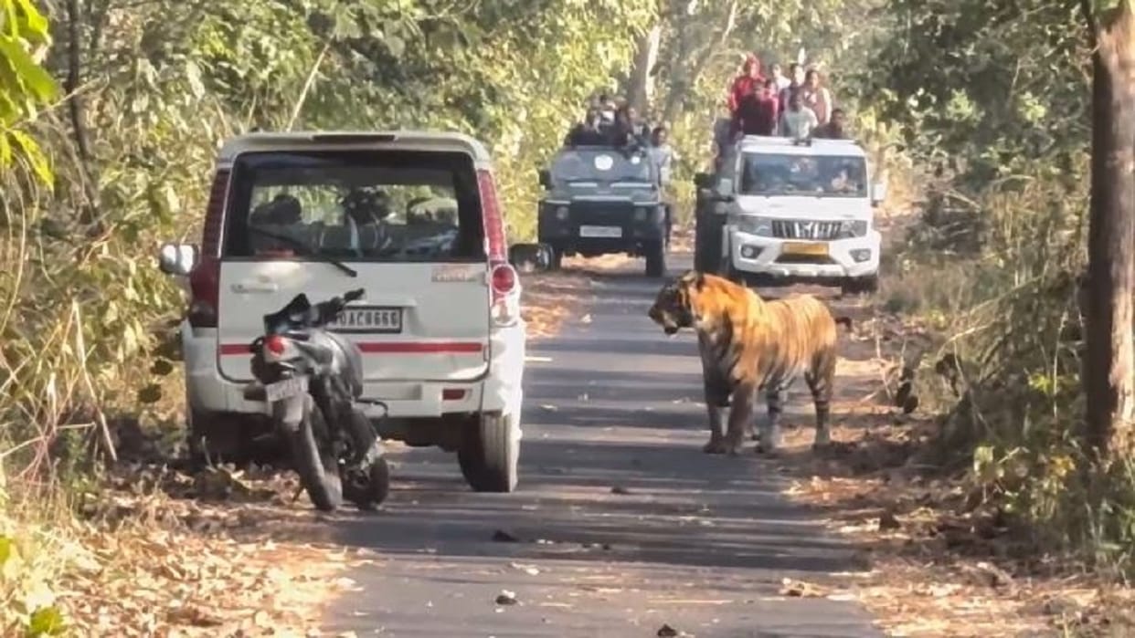 Irrigation workers reached close to the tiger in Pilibhit Tiger Reserve