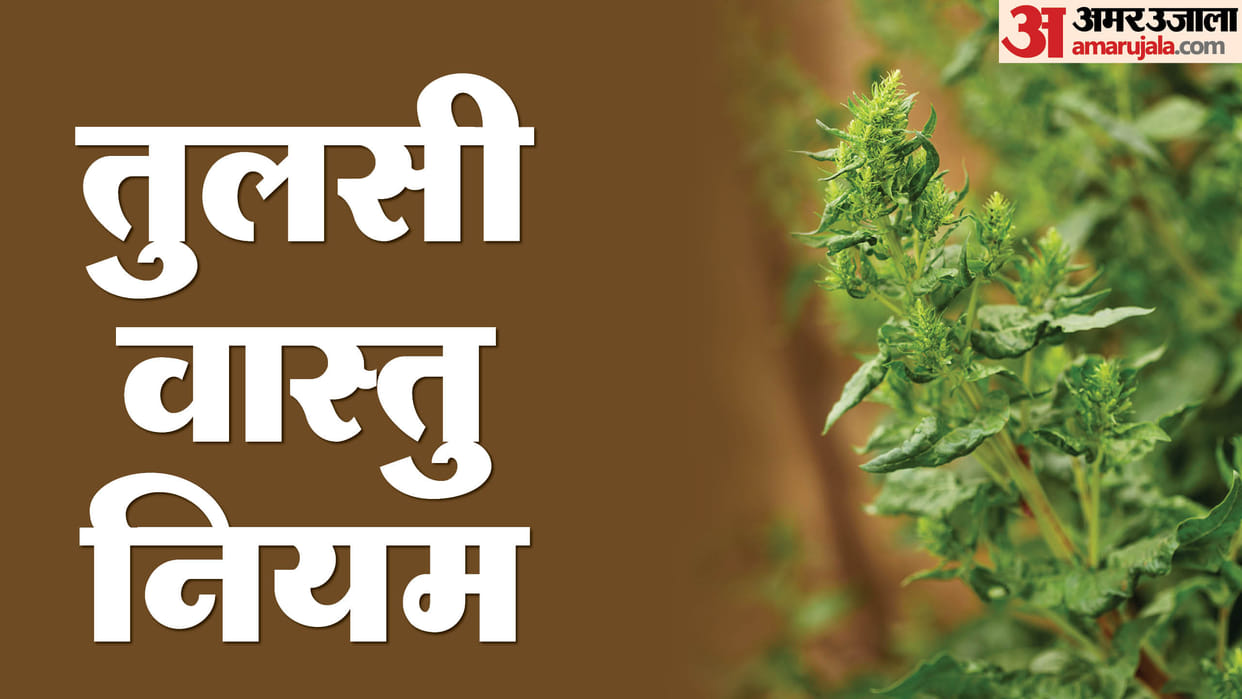 New Year 2025 vastu tips for tulsi plant in right direction to get blessings in new year