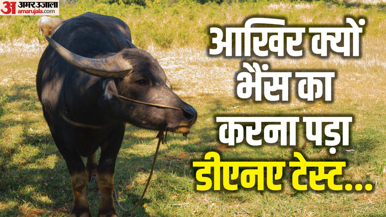 dispute between two villages over buffalo devotees in karnataka in hindi