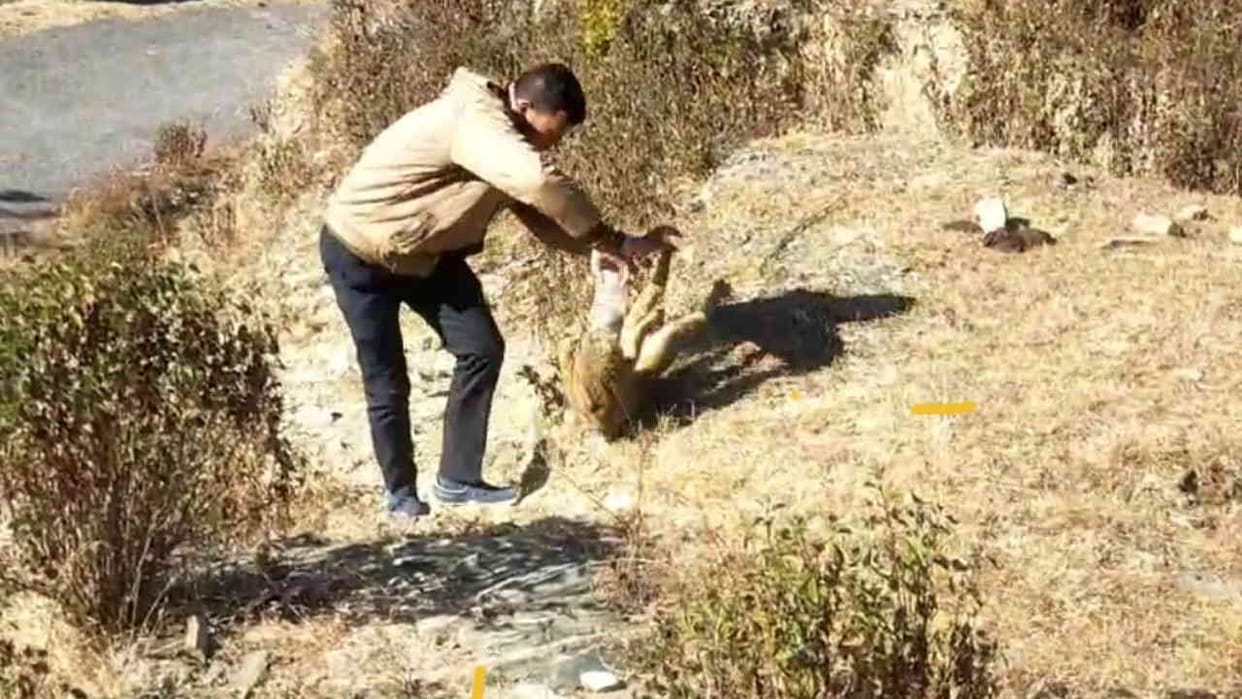 Teacher showed courage and saved the life of leopard cub Kotdwar Uttarakhand news