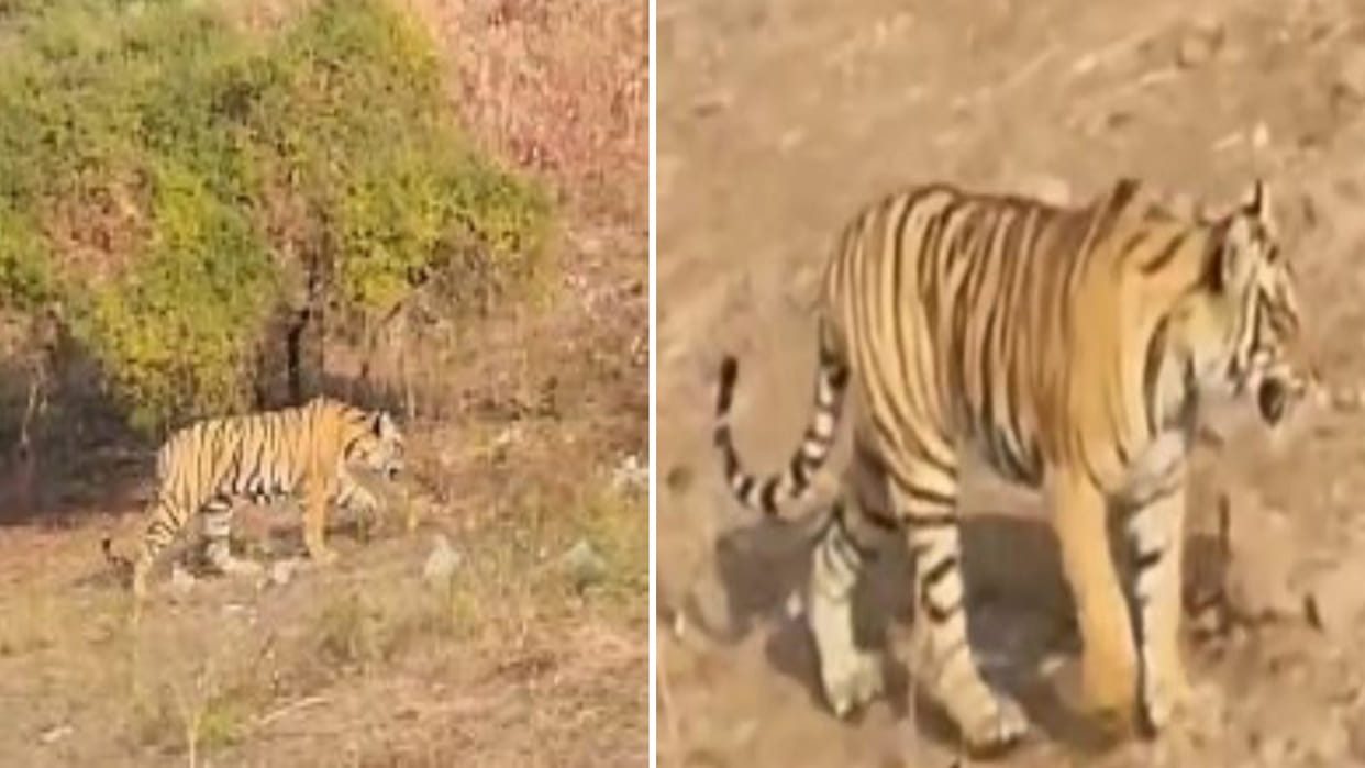 Sawai Madhopur: Movement of Tigress Arrowhead in Ranthambore Fort, devotees reached the temple in panic