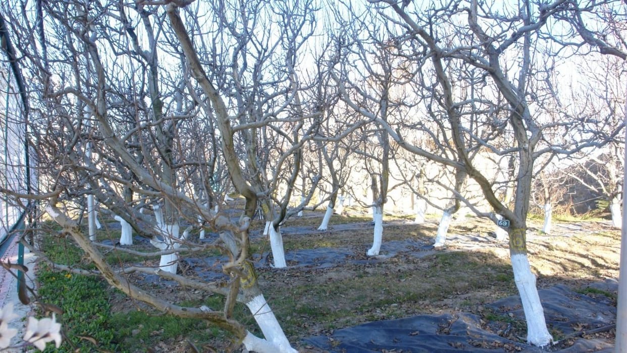 Himachal orchardist dry up without rain chilling hours in danger apple production may fall