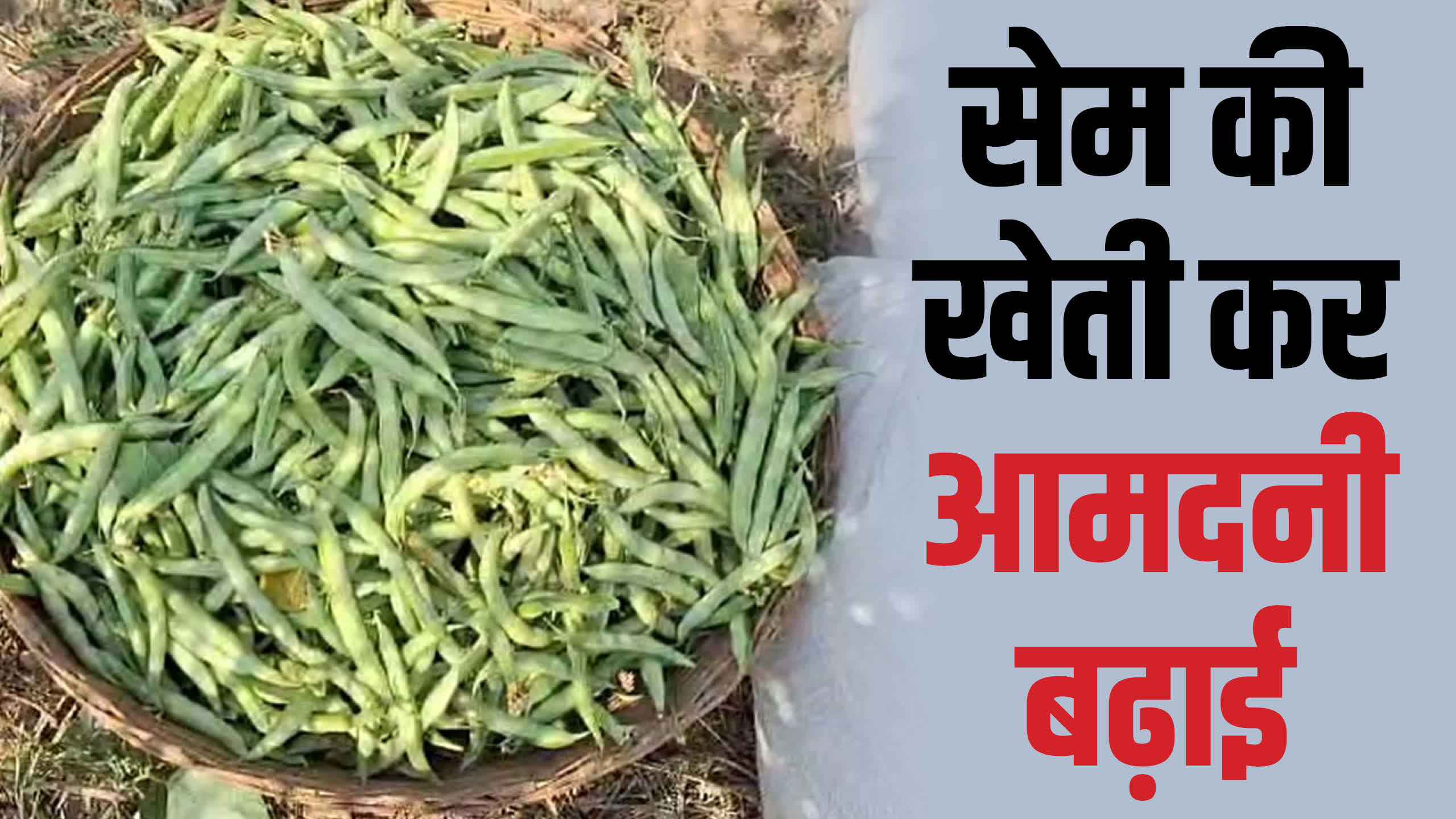 सेम की खेती