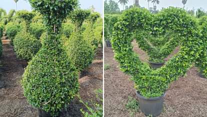 पत्तियों से तैयार की गई आकर्षक कृतियां।