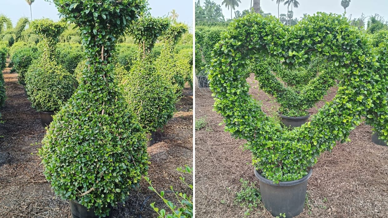 Maha Kumbh city fragrant flowers from Thailand preparations nursery of Kashi know special