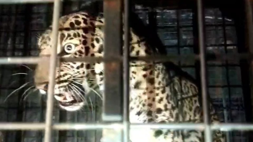 Guldar entered house by climbing wall in Bijnor forest department imprisoned him in cage