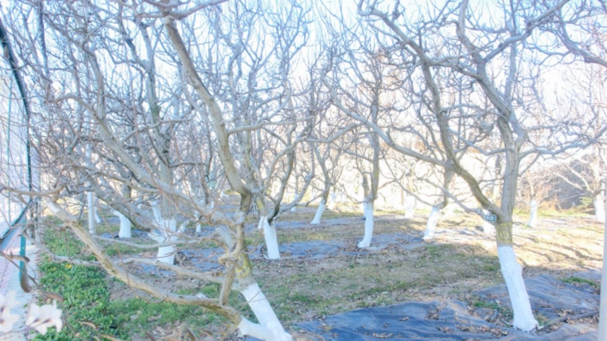 HP Horticulture News: This year too, chilling hours are a challenge for a good apple crop