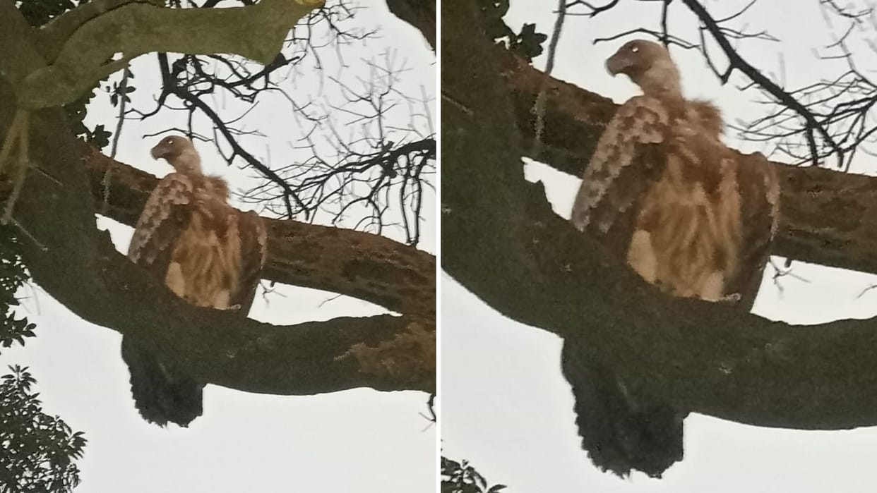 Rare vulture seen in sonbhadra UP discussion after video went viral