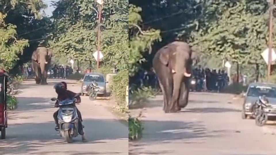 Elephant entered Pashulok Colony via Cheela Barrage Bridge