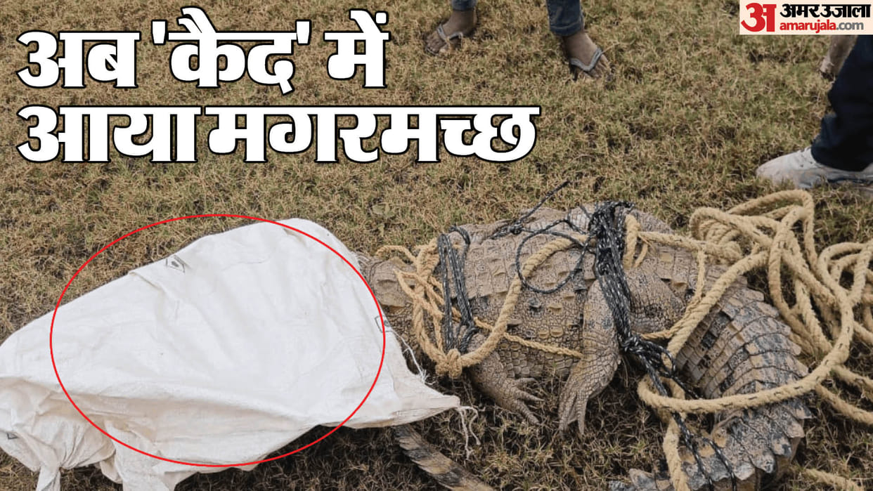 Villagers and forest department team rescued crocodile in Korba