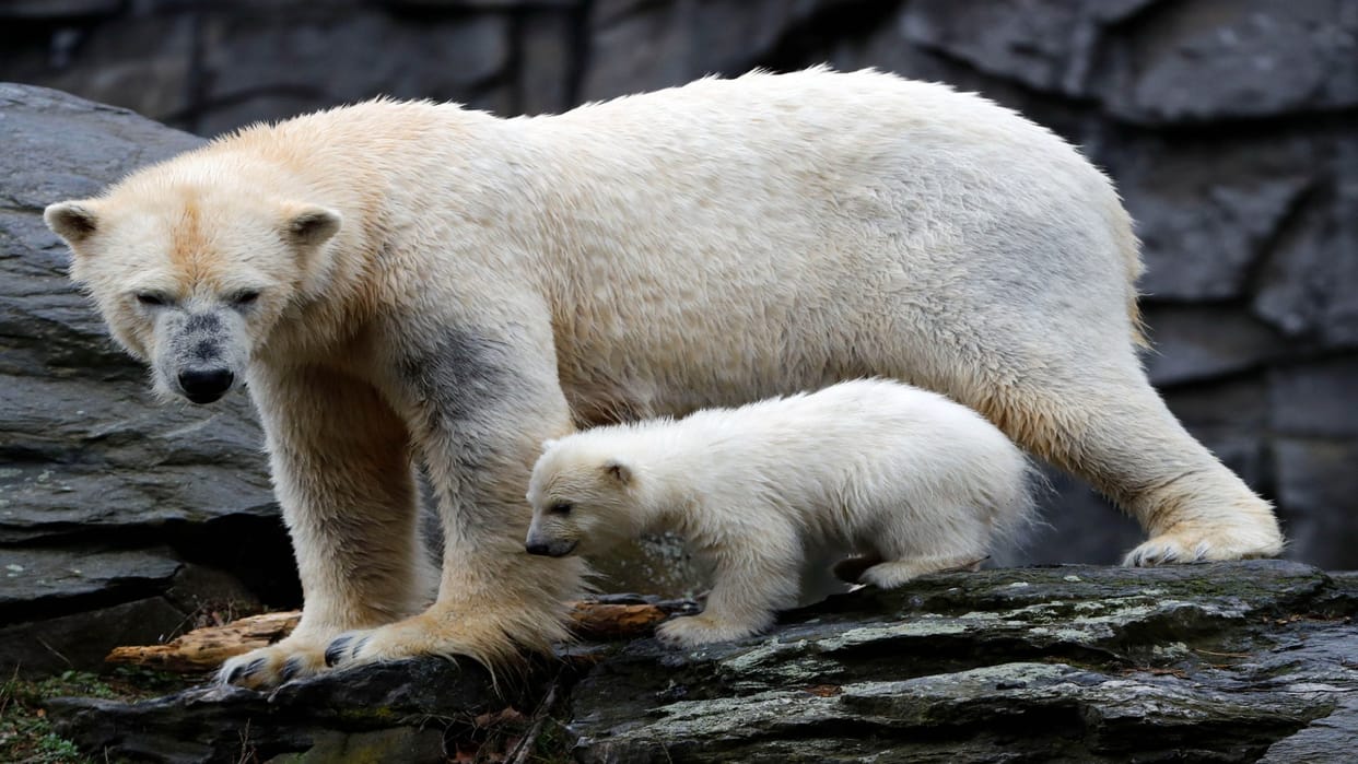 Climate Earth warming affects DNA polar bears show unique adaptations