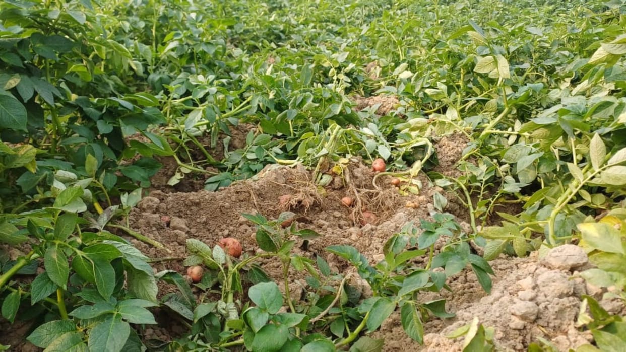 Terror of wild pigs in the fields of Chandauli: Farmers' potato crop destroyed