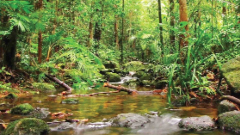 India Forest Cover conservation major challenge amid rampant urbanization inclusive strategy vital