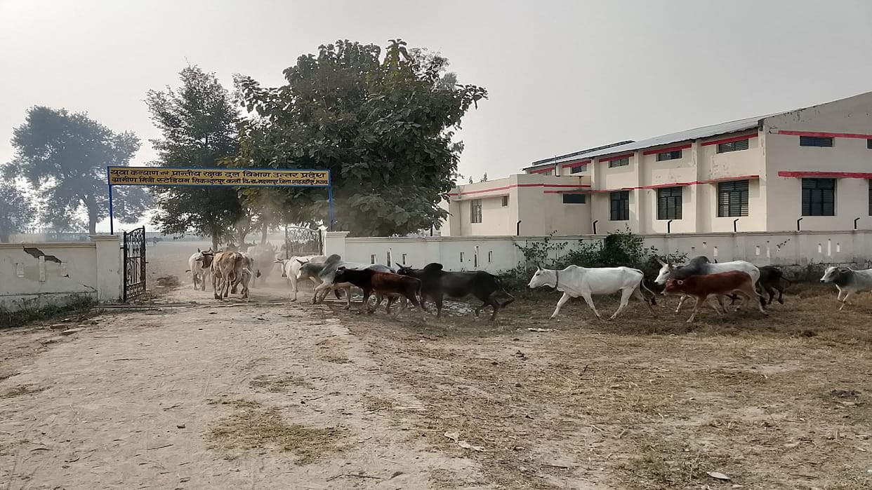 farmers locked stray animals in mini stadium Shahjahanpur
