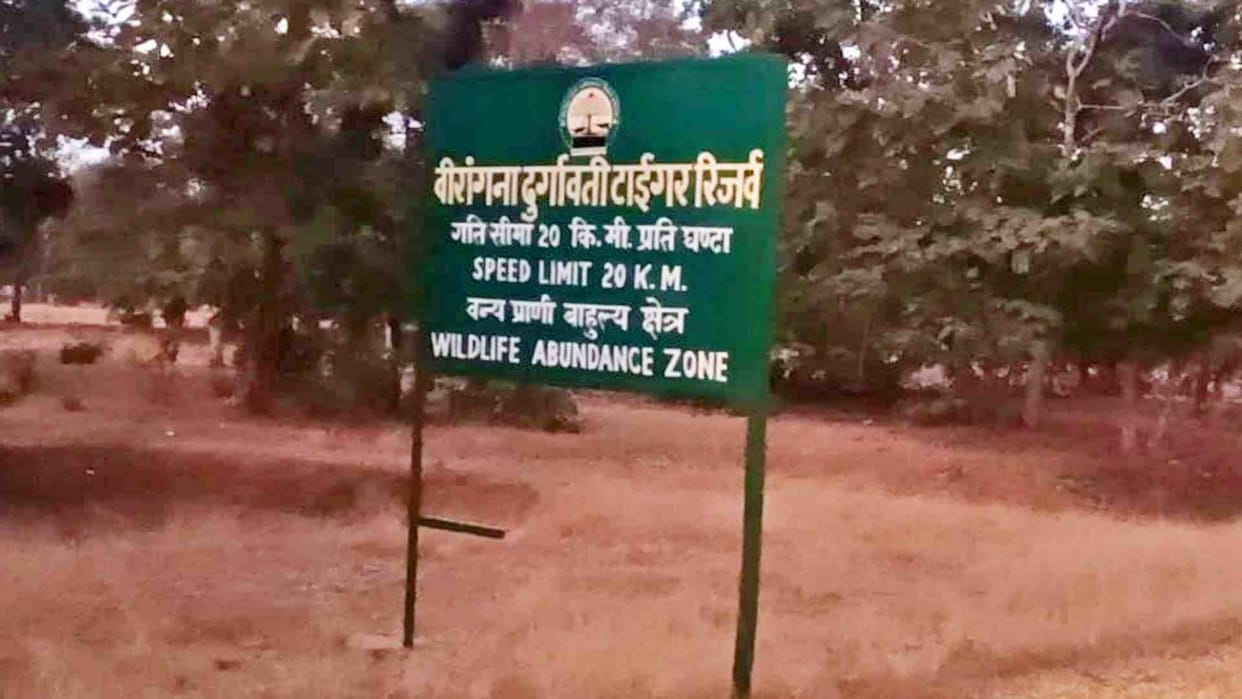Damoh: Wild animals die due to lack of breakers in Veerangana Rani Durgavati Tiger Reserve