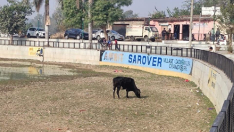 Amrit Sarovar built by spending crores in Chandigarh condition