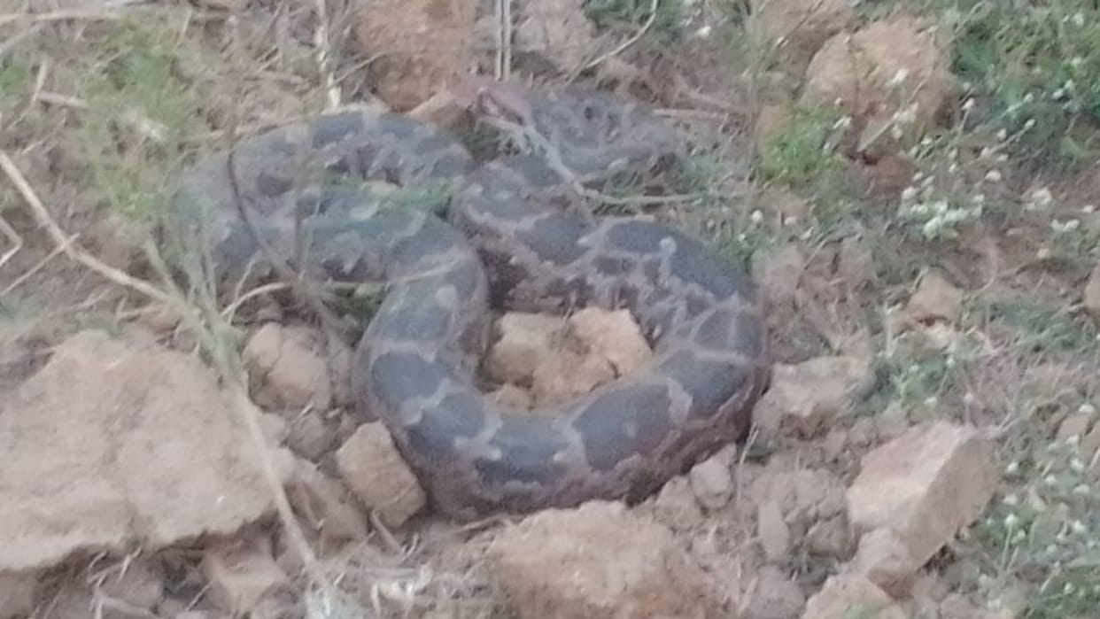 People terrified after finding python in a village in Sonbhadra