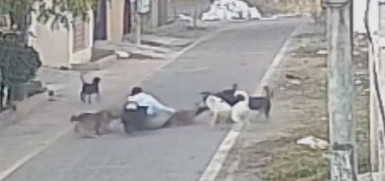 elderly woman got trapped in pack of dogs Horrifying scene captured in CCTV you will shudder after watching it