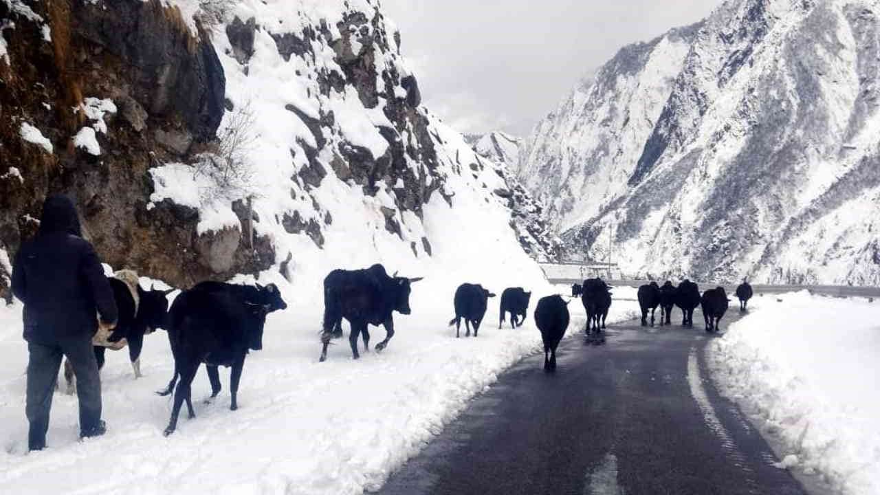 Snowfall More than 50 villages were covered with snow Difficulties started increasing in Chamoli