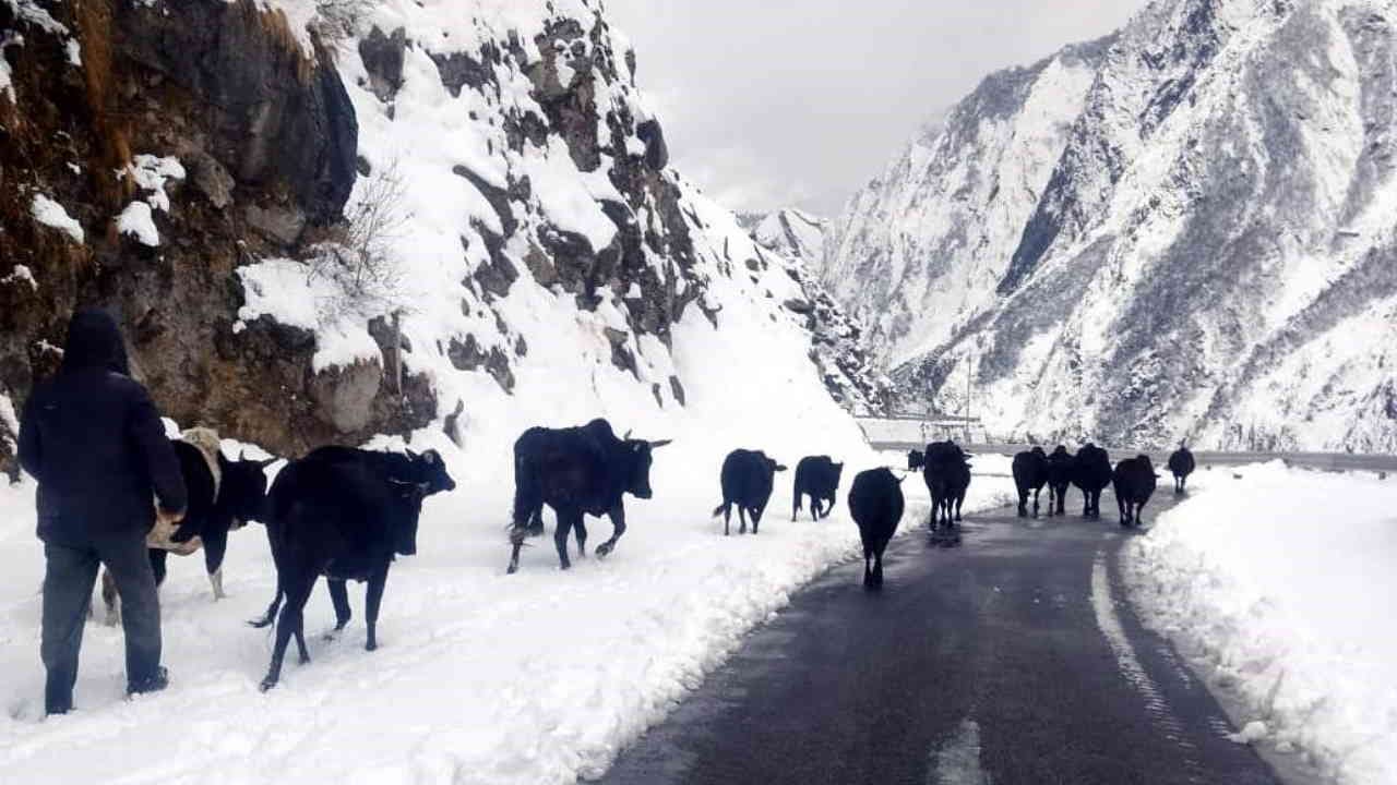 Snowfall More than 50 villages were covered with snow Difficulties started increasing in Chamoli
