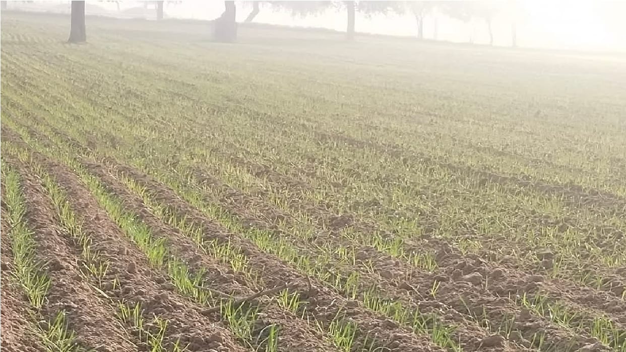 Cold wave, Danger of yellow rust on wheat in humid weather in haryana