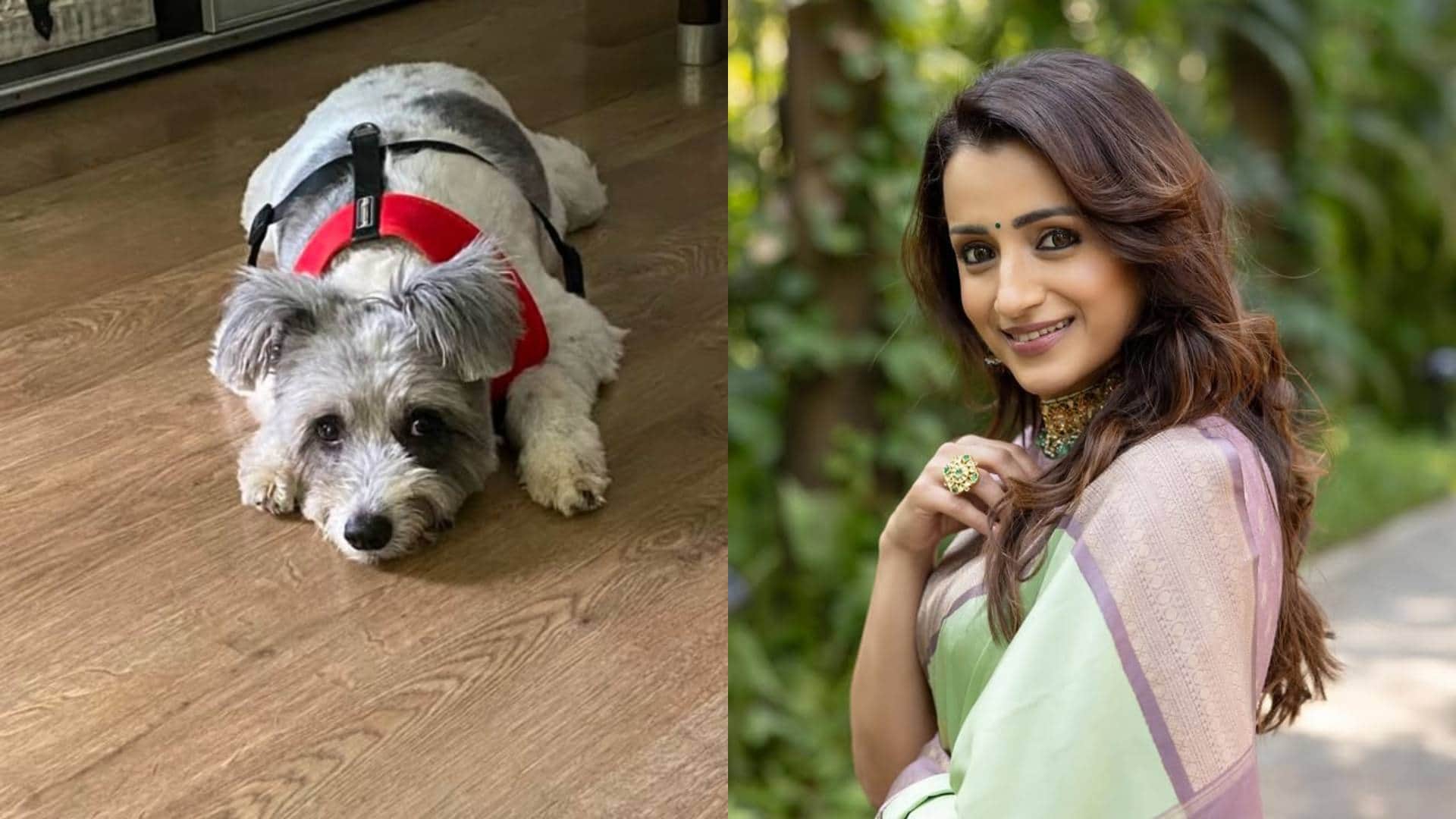 Trisha Krishnan has been left devastated after the demise of her pet dog Zorro shares an emotional note