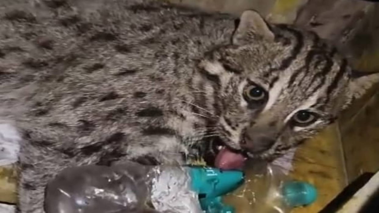 Bihar Sensation spread in area after wild cat was found in Samastipur people injured while trying to catch it