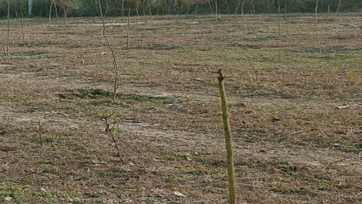 Shuklaganj: Deputy CM had planted saplings, they dried up due to lack of care