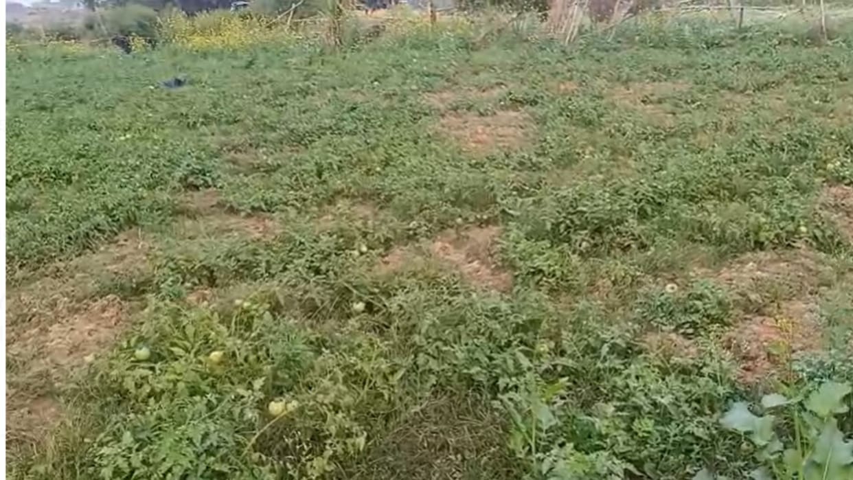 Chandauli's tomato will become the identity of the farmer: Crop flourishing in Kakrait 70 thousand profit exp