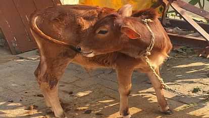 Milk is continuously falling from tail of calf in Ayodhya becoming matter of curiosity.