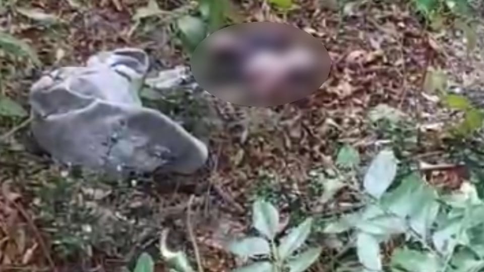 body of newborn girl found from forest near Panta village in Panchkula