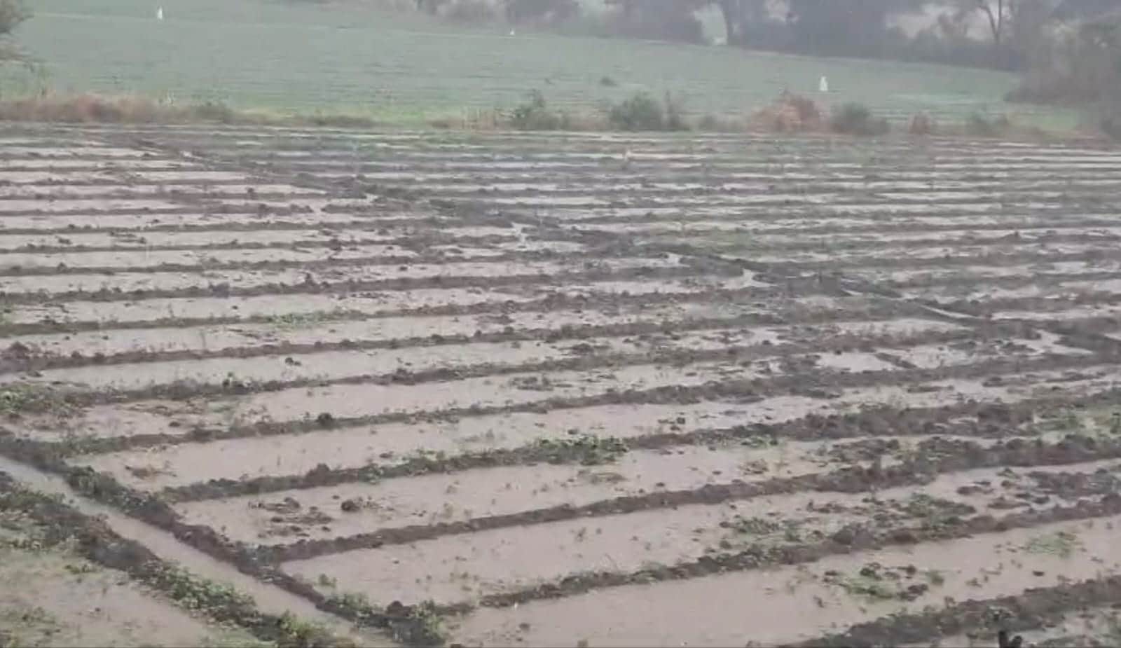 Mandsaur: Heavy rain in Mandsaur-Neemuch-Ratlam, hail fell in Garoth, garlic washed away in rain water in Mand