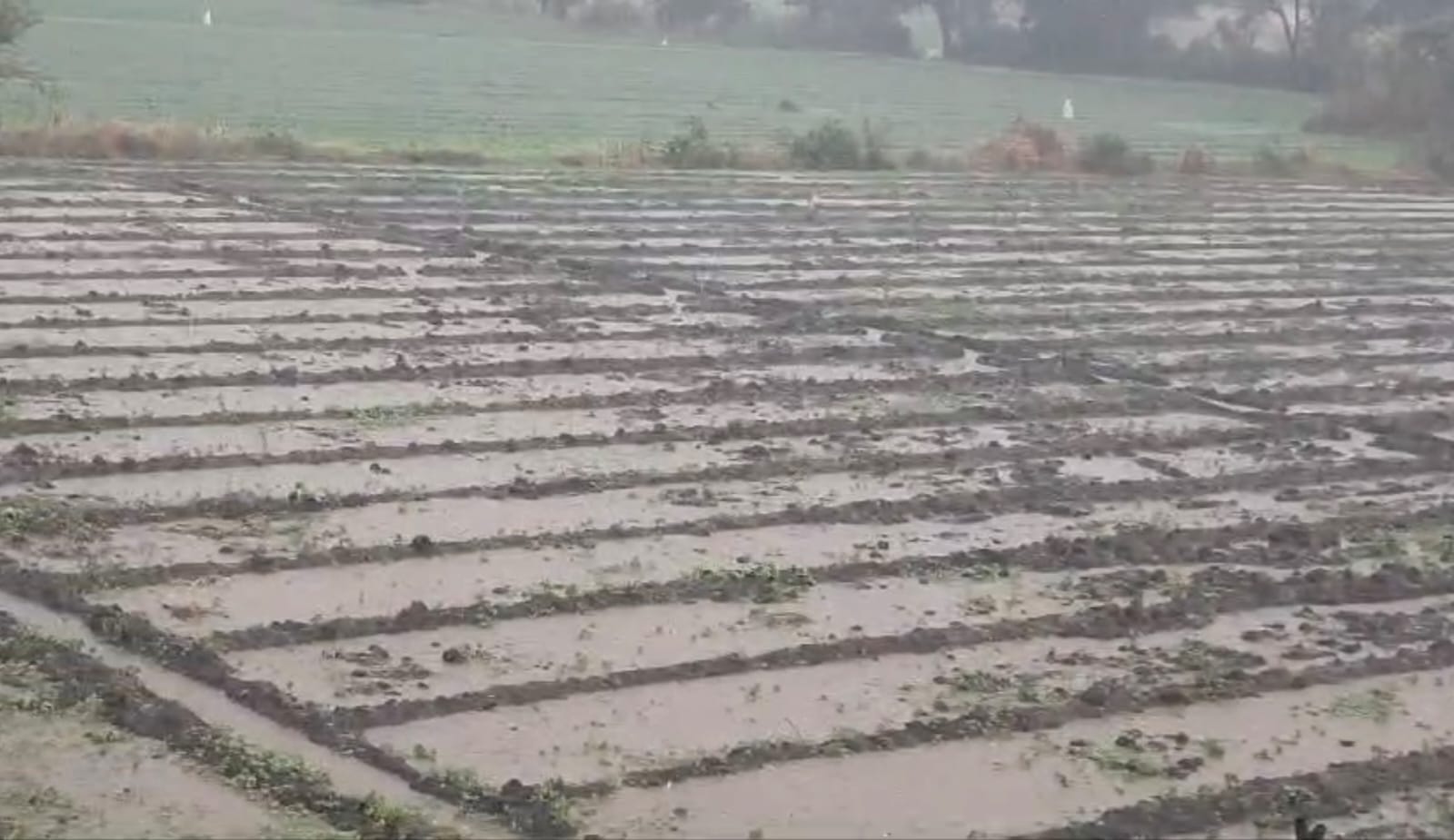 Mandsaur: Heavy rain in Mandsaur-Neemuch-Ratlam, hail fell in Garoth, garlic washed away in rain water in Mand