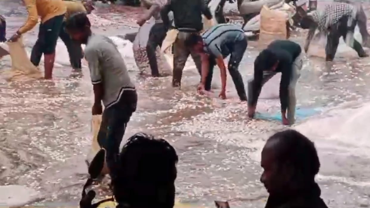 Mandsaur: Heavy rain in Mandsaur-Neemuch-Ratlam, hail fell in Garoth, garlic washed away in rain water in Mand