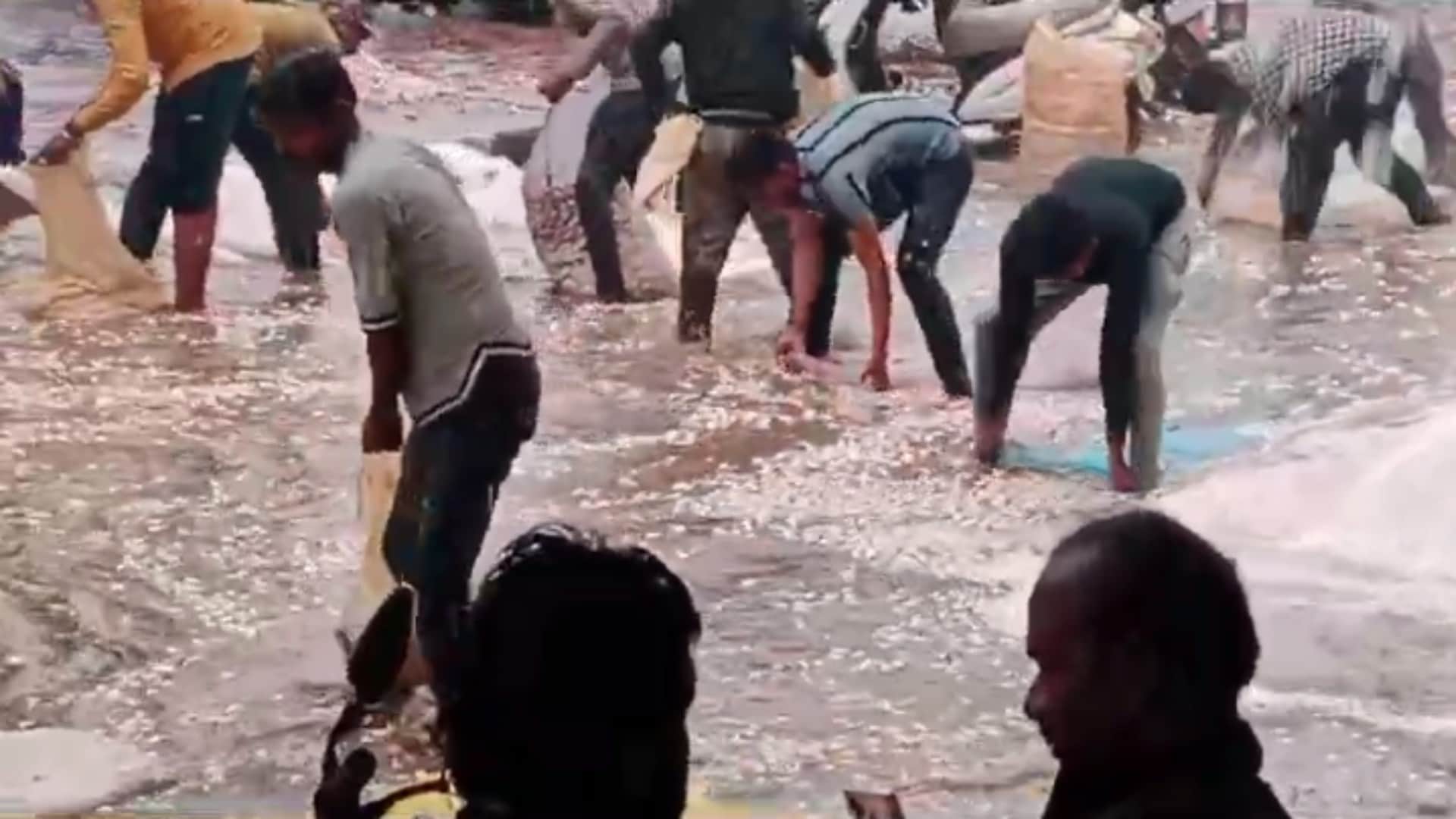 Mandsaur: Heavy rain in Mandsaur-Neemuch-Ratlam, hail fell in Garoth, garlic washed away in rain water in Mand