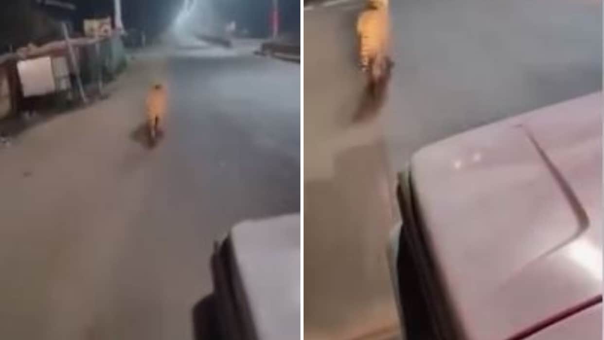 Cheetah seen in Azamgarh Video viral social media DFO investigation done