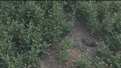 Five villagers injured in leopard attack, seven teams searching for 24 hours