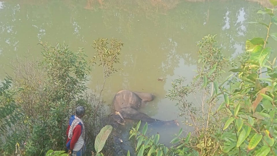 Elephant body found in water inside the forest panic in forest department in Korba