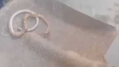 young man reached officer office with dead snake In Lucknow everyone was stunned to hear his talk