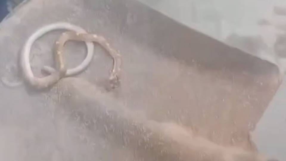 young man reached officer office with dead snake In Lucknow everyone was stunned to hear his talk