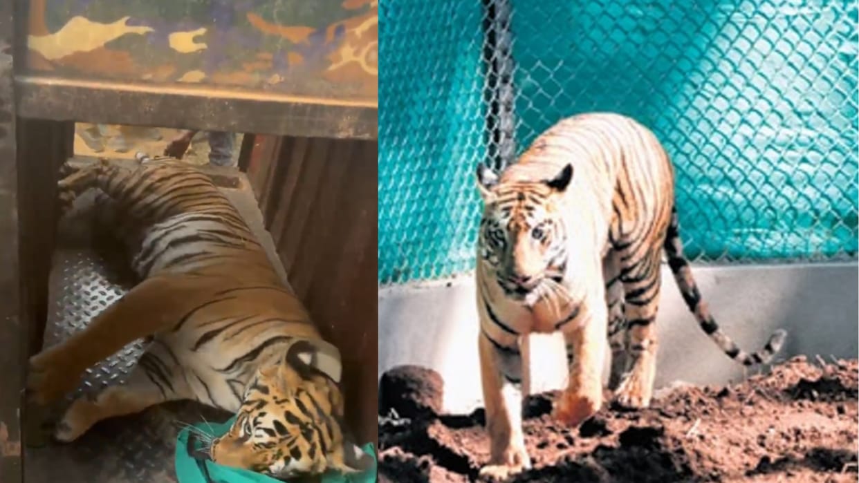 Tigress Zeenat successfully sedated and caged after a 21 day hunt Bankura district in West Bengal
