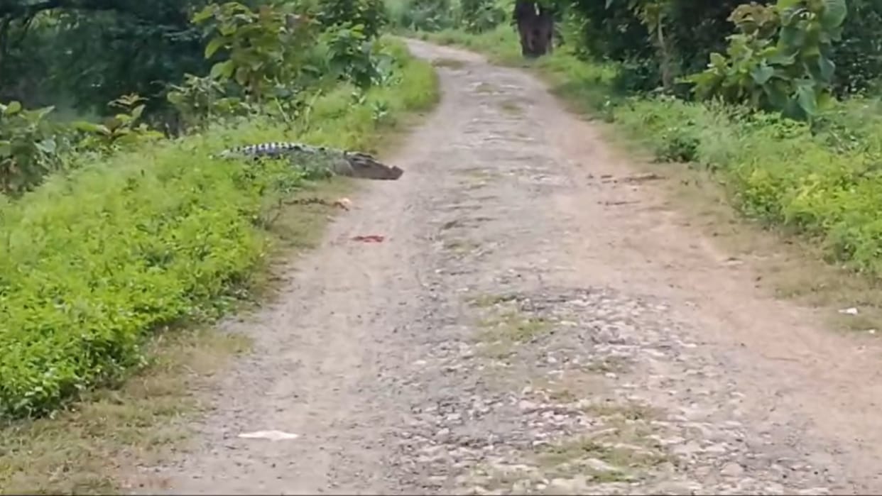 Crocodile camp in the village people in panic stopped from going to Kumbhi dam