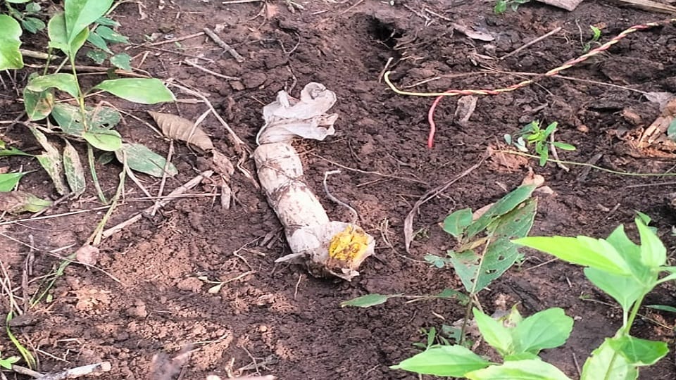 Naxals plans foiled soldiers recovered IED and defused it in Bijapur