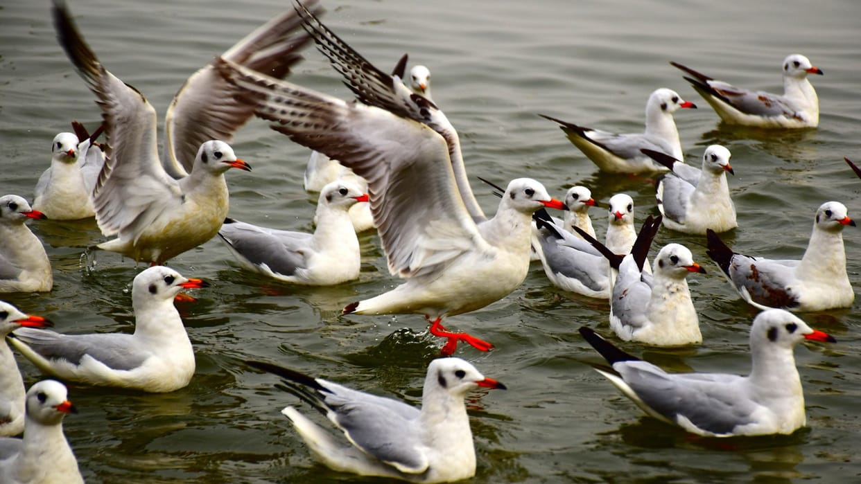 More than 16 lakh birds arrived in Odisha Chilika Lake Bhitarkanika National Park and Hirakud Reservoir