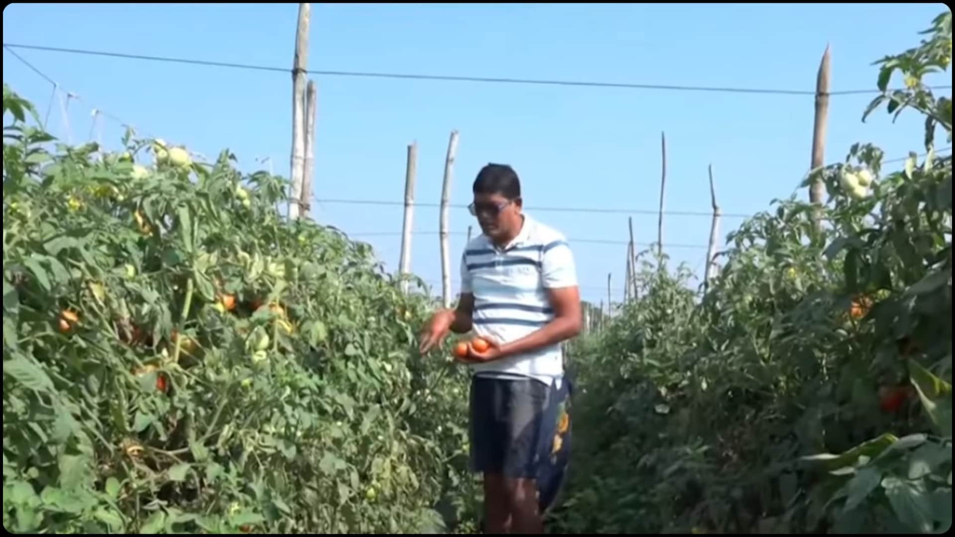 Kalahandi with less resources is writing a new saga of vegetable revolution- PM Modi mann ki baat