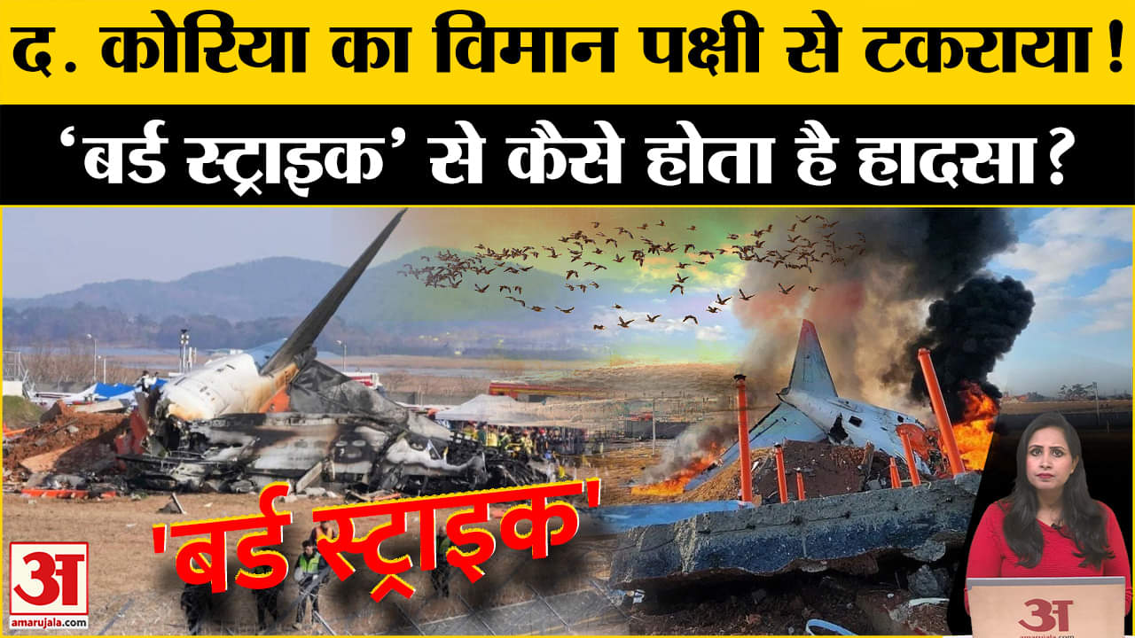 South Korea Plane Crash: क्या पक्षी से टकराया था क्रैश से पहले प्लेन? बर्ड स्ट्राइक से क्या होता है?