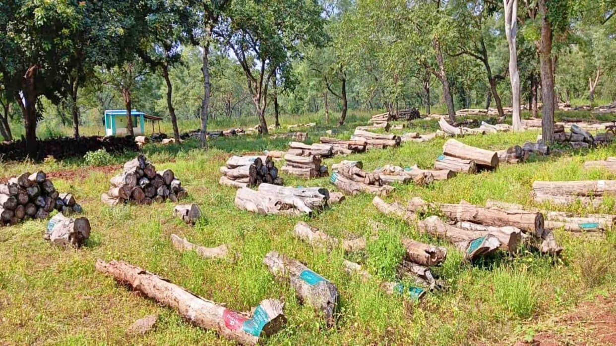 Damoh News: Auction of wood worth crores completed through offline process at Tendukheda forest depot