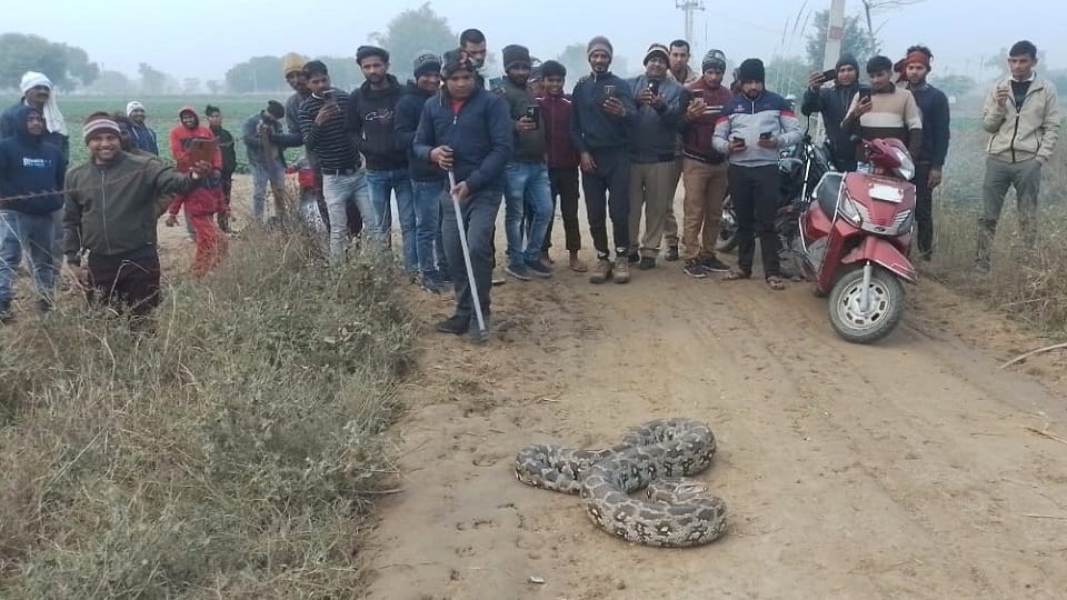12 feet long python found in Vankhandi Mahadev temple of Chandapa