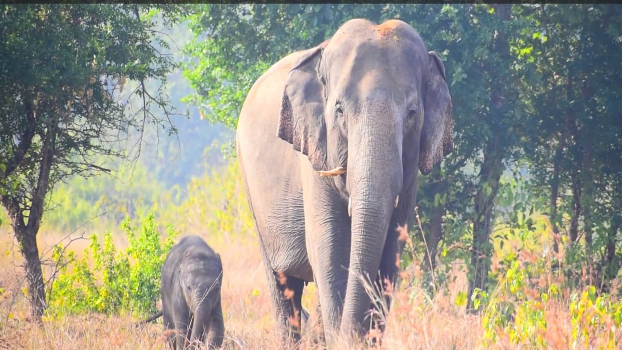 Indian elephants are architects of ecology